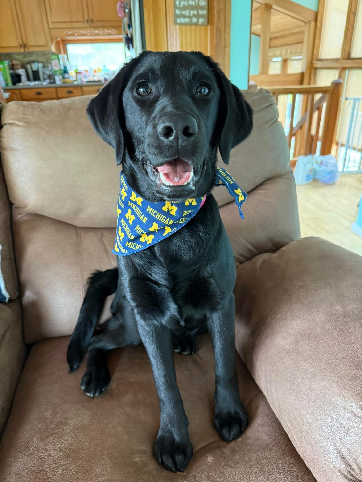 Luna the therapy black lab portrait