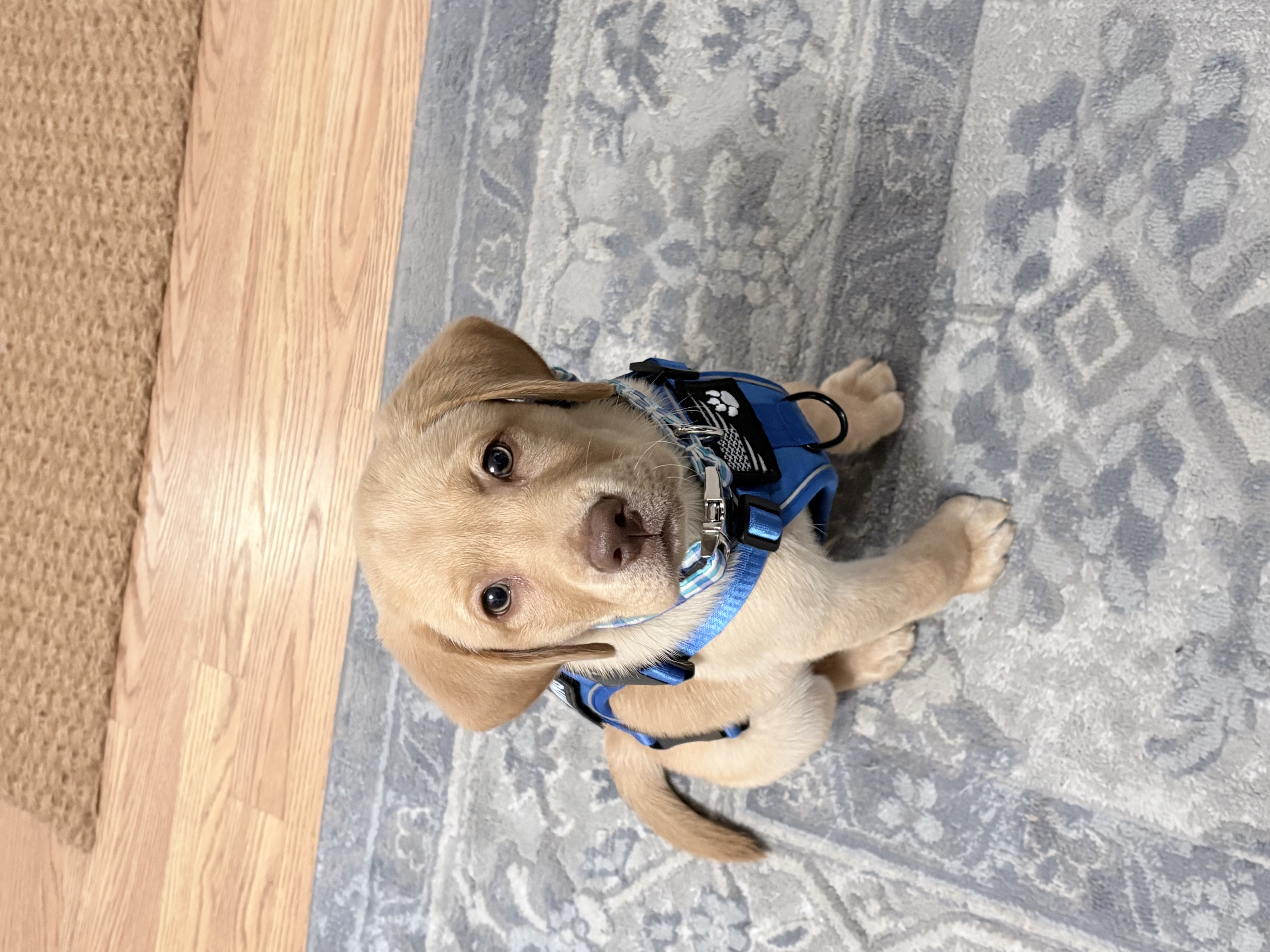 Sully the therapy lab puppy portrait