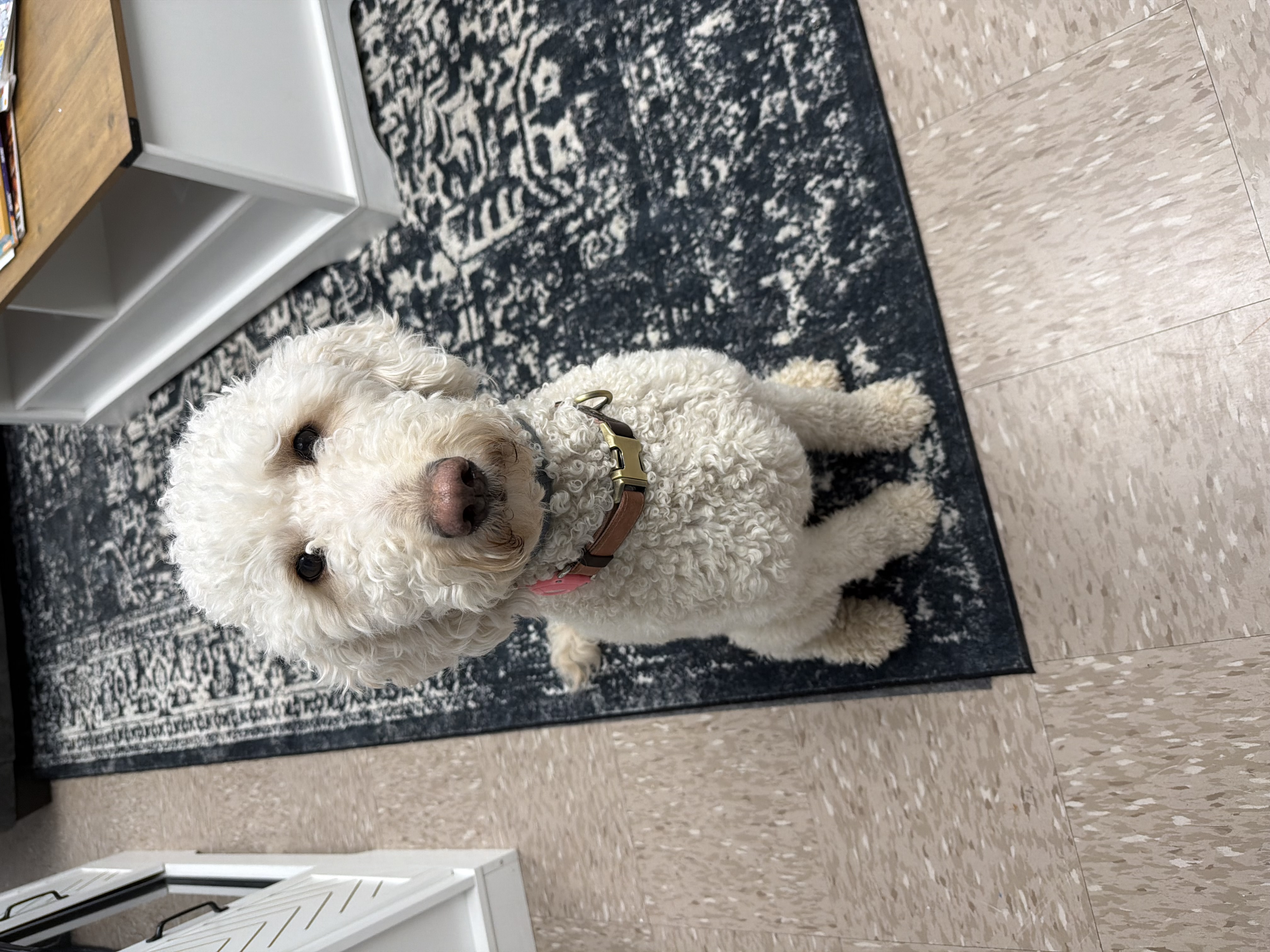 Sky the therapy poodle portrait