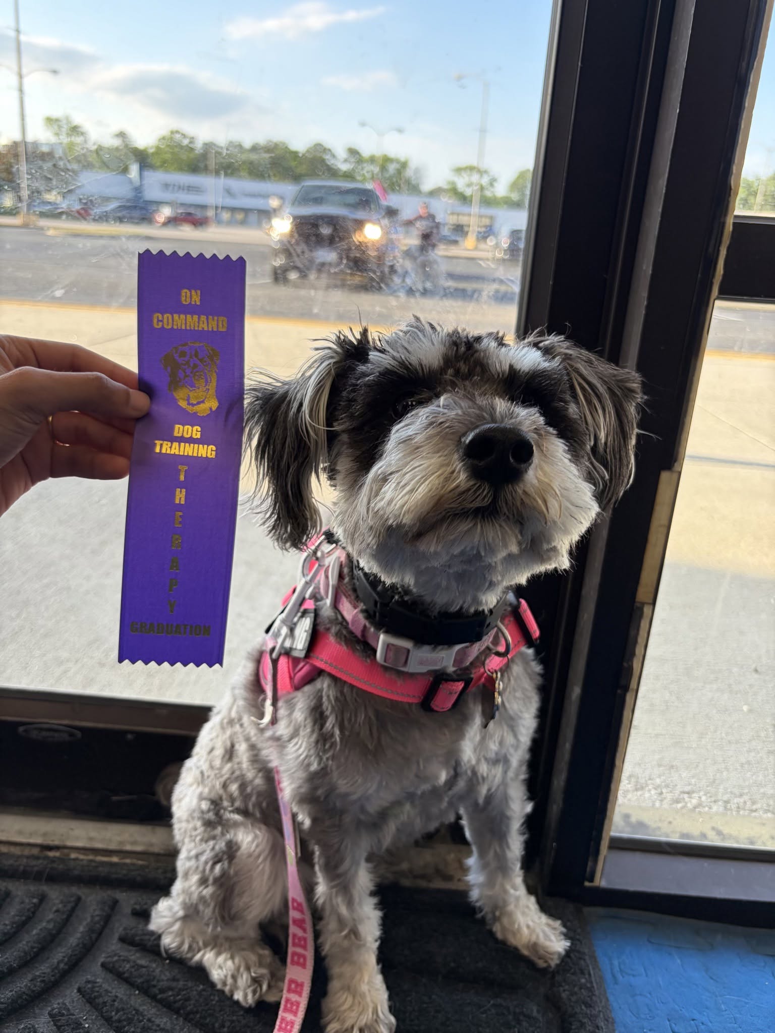 Sophie the therapy dog portrait