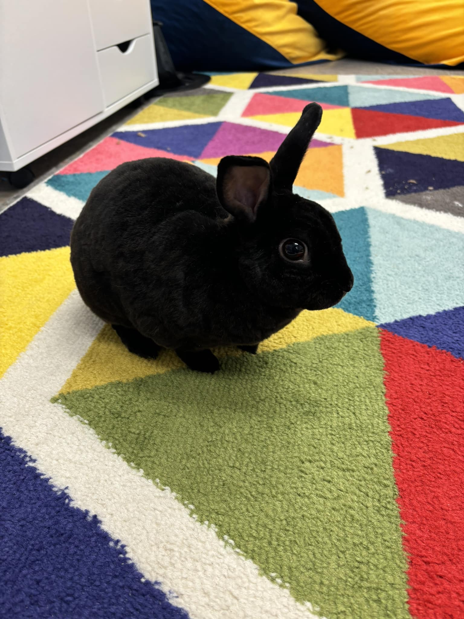 Cardi the therapy bunny portrait