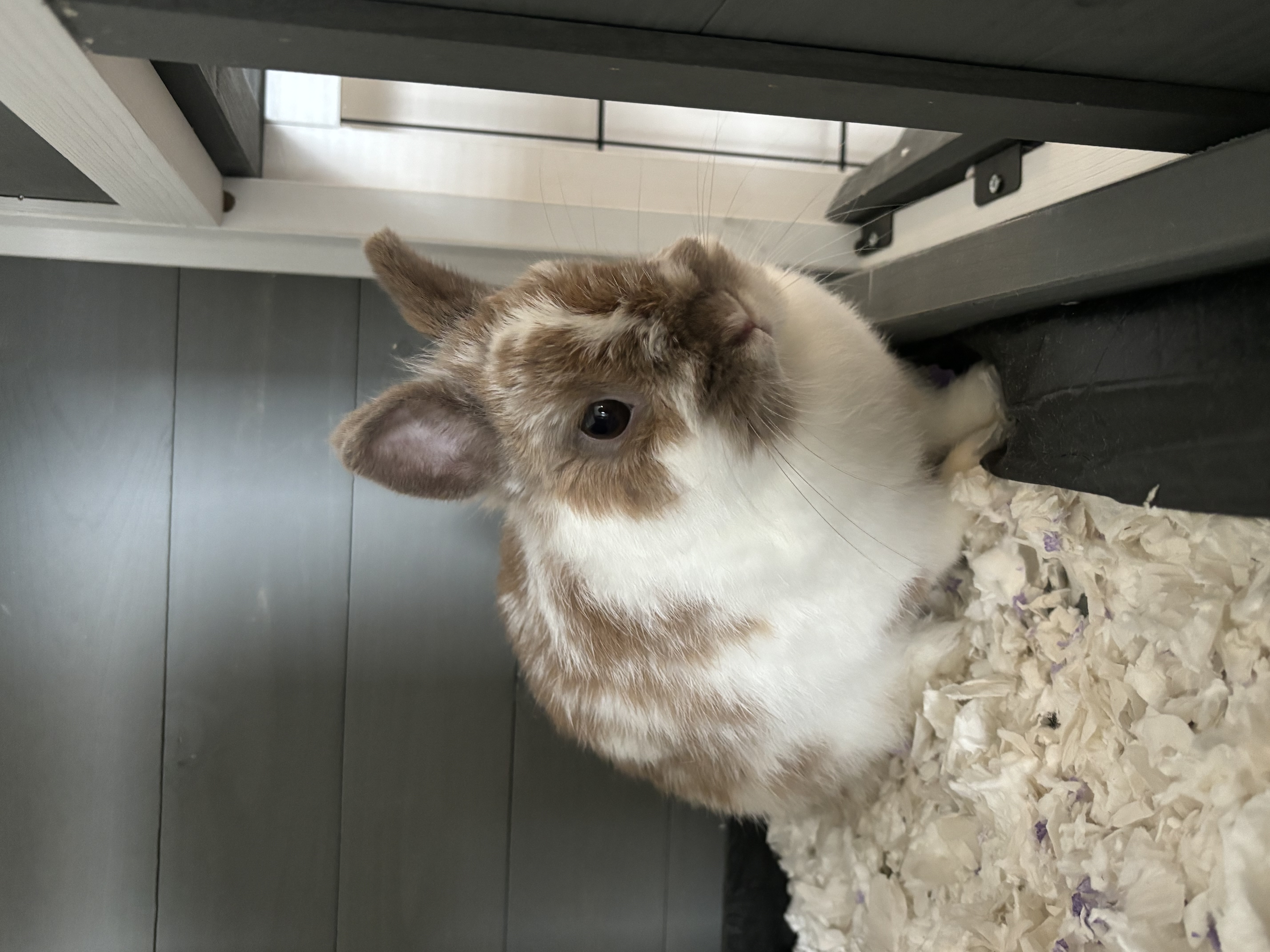 Lady the therapy bunny portrait